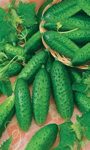 Огурец МУРАВЕЙ F1