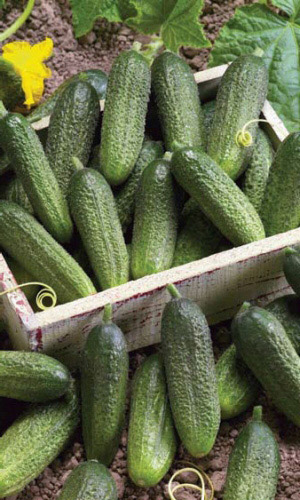 Огурец ОТЕЛЛО F1