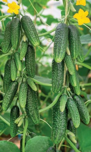 Огурец ПИКУЛЬКА F1