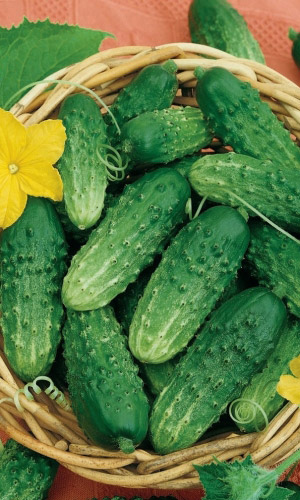 Огурец ПОД ВОДОЧКУ F1 &mdash; Высокий и стабильный урожай! В засолке огурчики остаются плотными, хрустящими, без пустот!