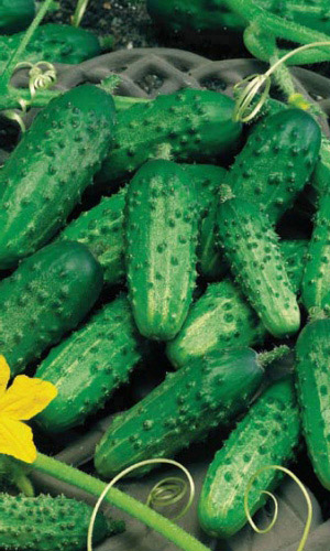 Огурец СЕРПАНТИН &mdash; Крепкий, хрустящий в засоле!