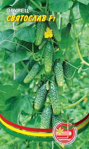 Огурец СВЯТОСЛАВ F1
