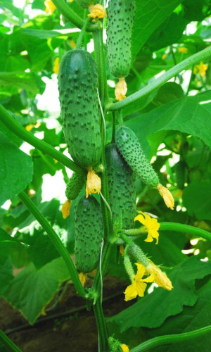 Огурец ТЁМА F1