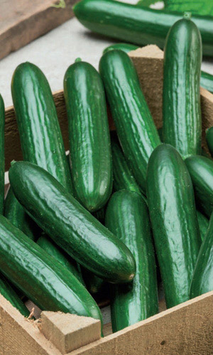 Огурец ТОРНАДО УД F1