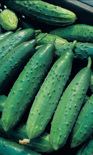 Огурец ТУРНИР F1