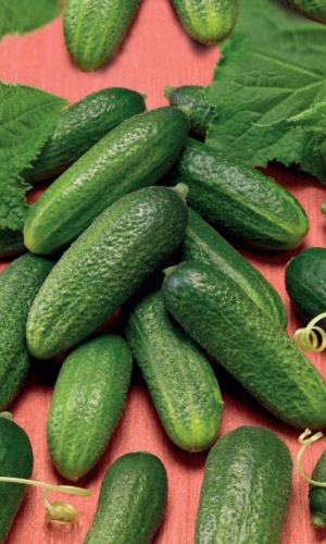 Огурец ТВИГИ F1 &mdash; Изящные огурчики! Лидер по урожайности! Незаменим для заготовок! Плодоносит до заморозков!