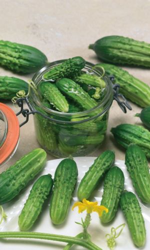 Огурец УЛЬТРАСКОРОСПЕЛЫЙ