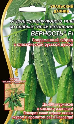 Огурец ВЕРНОСТЬ F1 &mdash; Суперпучковый тип! Гибрид с букетными веточками!
