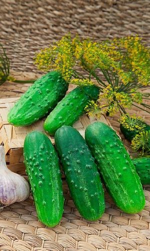 Огурец ВИТАН