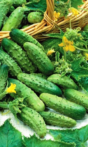 Огурец ЗАДАВАКА F1