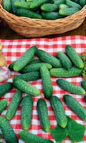 Огурец ЗАПАСЛИВЫЙ ПРАПОРЩИК F1 &mdash; Хорошо переносит резкие перепады температуры! Благодаря быстрой и обильной отдаче урожая отлично подходит даже для северных областей!