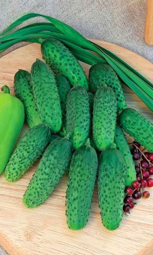 Огурец ЖЕЛУДЬ F1