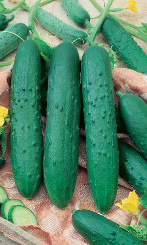 Огурец ЗОЗУЛЯ F1 (оригинал)