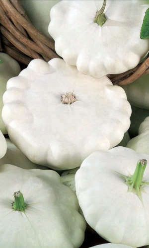 Патиссон БЕЛЫЕ