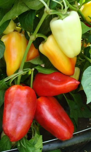 Перец МУСТАНГ