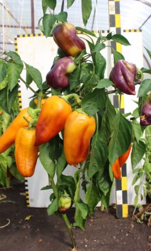 Перец УРАЛЬСКИЙ САМОЦВЕТ F1