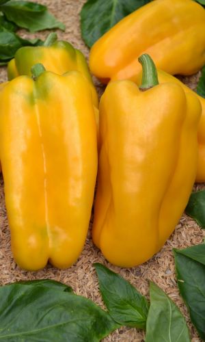 Перец УРАЛЬСКИЙ ТОЛСТОСТЕННЫЙ ЗОЛОТОЙ F1