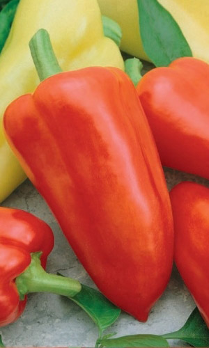 Перец ВАЛЕНТИНКА &mdash; Раннеспелый! Не капризный! Невероятно урожайный! Яркий сладко-фруктовый вкус!