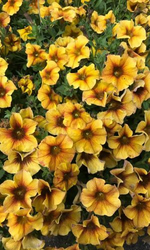 Петхоа (Калибрахоа) КАЛИБЁРСТ ЕЛЛОУ F1