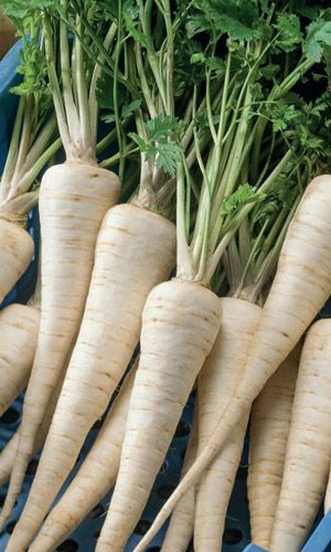 Петрушка корневая БЕРЛИНСКАЯ