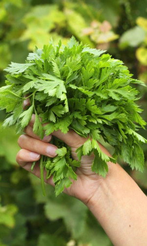 Петрушка листовая ПЫШНАЯ ОСОБА