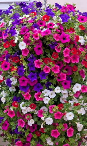 Петуния ампельная ЛАВИНА СМЕСЬ ОКРАСОК F1