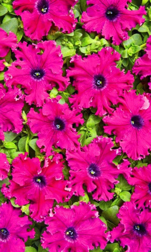 Петуния АФРОДИТА ПУРПУРНАЯ бахромчатая