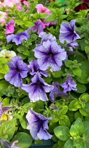 Петуния ПРИЗМ ЧЕРНИЧНОЕ МОРОЖЕНОЕ F1 &mdash; Компактная петуния с массивными цветками до 13 см!