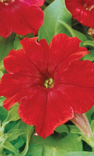 Петуния РЕВОЛЮЦИЯ КРАСНАЯ F1