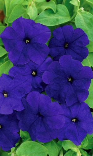 Петуния РЕВОЛЮЦИЯ СИНИЙ БАРХАТ
