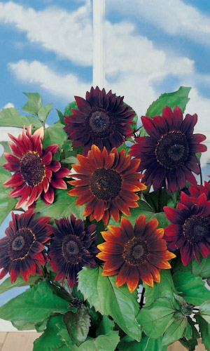 Подсолнечник КРИМСОН