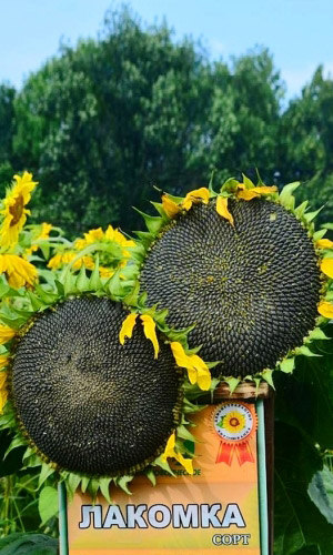 Подсолнечник ЛАКОМКА