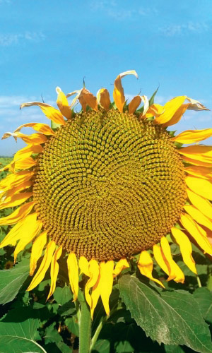 Подсолнечник НА СЕМЕЧКИ