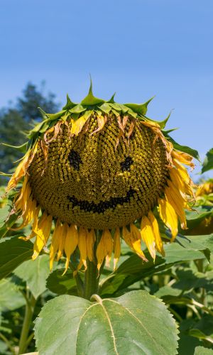 Подсолнечник ПОКРОВСКИЙ &mdash; Кондитерский сорт! Большое содержание протеинов! Семена очень крупные, вкусные!