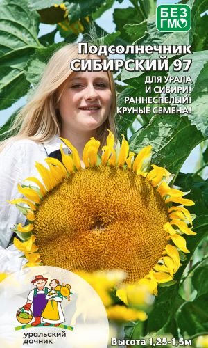 Подсолнечник СИБИРСКИЙ 97 &mdash; Для урала и Сибири! Раннеспелый! Крупные семена!
