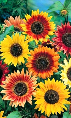 Подсолнечник УРАЛЬСКИЕ САМОЦВЕТЫ