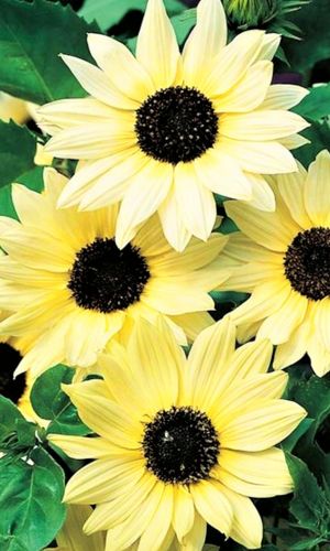 Подсолнечник ВАНИЛЬНОЕ МОРОЖЕНОЕ