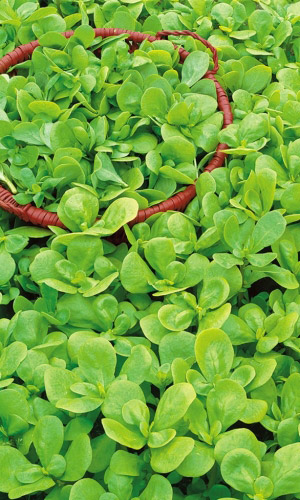 Портулак огородный ЛАКОМКА