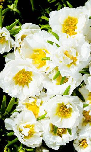 Портулак СОЛНЕЧНАЯ СТРАНА БЕЛЫЙ