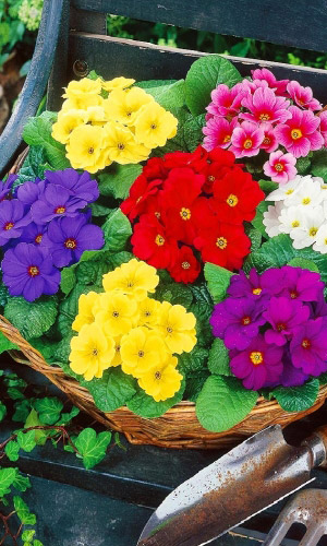 Примула бесстебельковая КРУПНОЦВЕТКОВАЯ СМЕСЬ