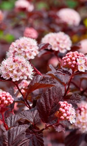 Пузыреплодник АНДРЕ