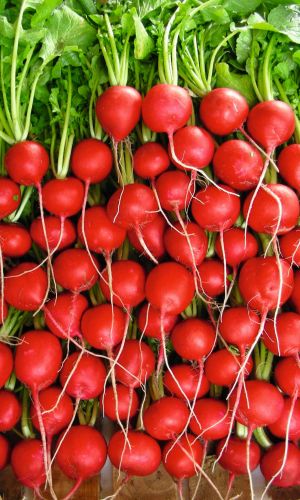 Редис АЛЕКС F1 &mdash; 16 дней! Самый урожайный! Ультраскороспелый! Всесезонный!