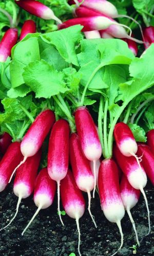 Редис АРИЯ &mdash; Хрустящий, без пустот! Нет лишней горечи! Высокопродуктивный! Раннеспелый!