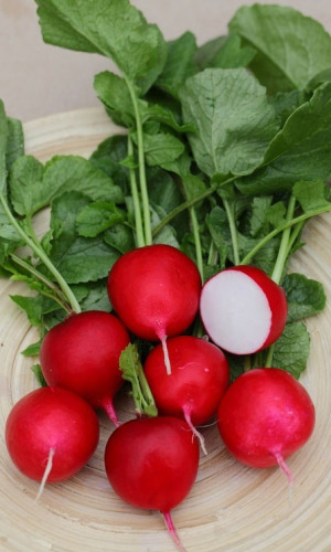 Редис ЧЕРРИ БЕЛЛЕ &mdash; Суперранний! Крупноплодный! Гигантский урожай с весны до осени! Сбалансированный вкус!