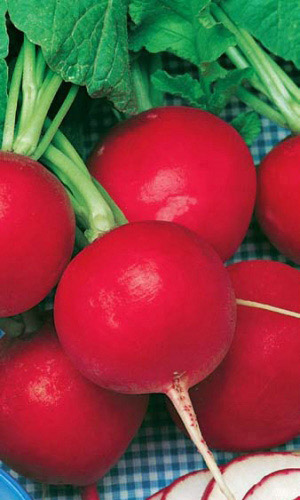 Редис ДУРО КРАСНОДАРСКОЕ