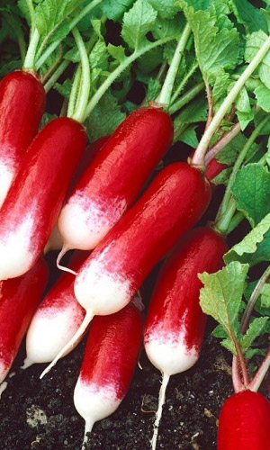 Редис ФРАНЦУЗСКИЙ ЗАВТРАК