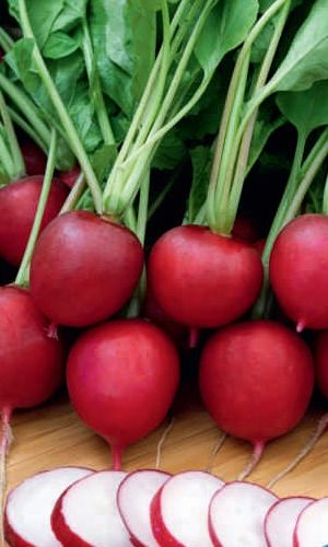 Редис КРАСНАЯ ГВАРДИЯ