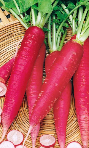 Редис КРАСНЫЙ ВЕЛИКАН