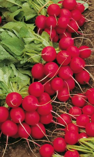 Редис КРОШКА-ОКРОШКА &mdash; Ультраскороспелый! Созревает за 16 дней! Жаростойкий! Всесезонный! Не стрелкуется!