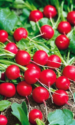 Редис САХАРНАЯ МОЛНИЯ F1 &mdash; Скороспелый! неприхотливый! Не дрябнет! Устойчив к цветушности!